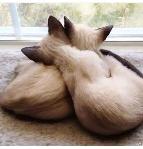 光看着猫咪们的背影,就感觉岁月静好,全都想抱回家