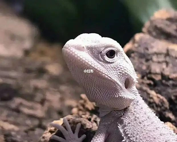 超白白甲,只有一只_鬃狮蜥_宠物_宠物其他