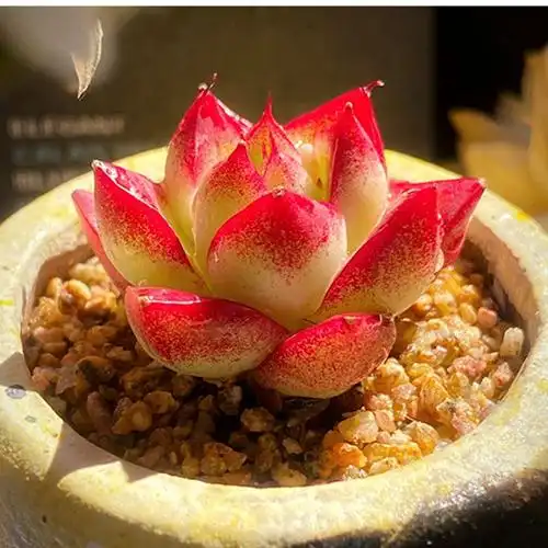 花络阁精控小萌肉梦幻女王多肉植物室内云南直发室内稀有品种贵货单头