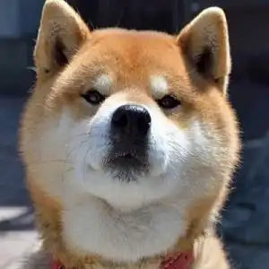 唯美超可爱柴犬微信头像7