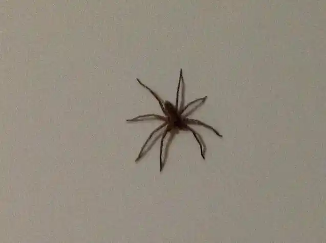 家里有蜘蛛,这个是什么蜘蛛?