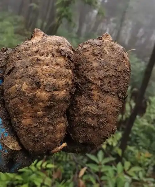 天麻野生云南正宗昭通小草坝新鲜天麻 5-7一斤(2斤装)煲汤好【图片
