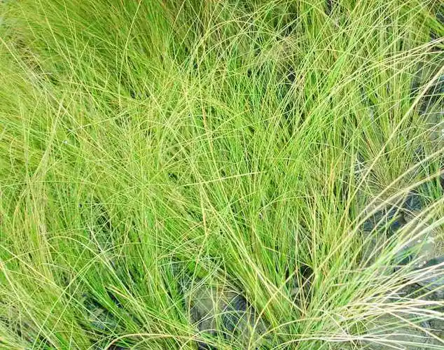 p>针茅(学名: i>stipa capillata /i> l.