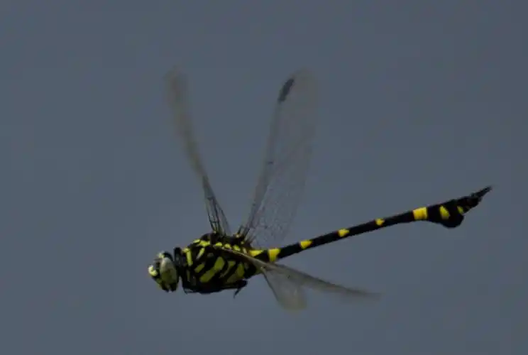 蜻蜓:别名丁丁,我在西湖寻找拍摄的有薄翅蜻蜓,红蜻蜓,玉带蜻蜓,黑丽