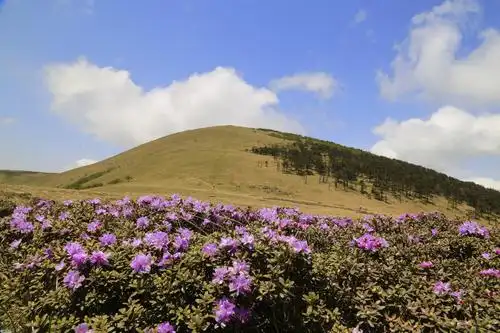 【深呼吸户外】8月15日 挑战东梁,赏醉美高山草甸
