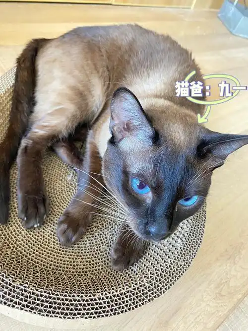 暹罗和英短生出来的孩子会随谁呢