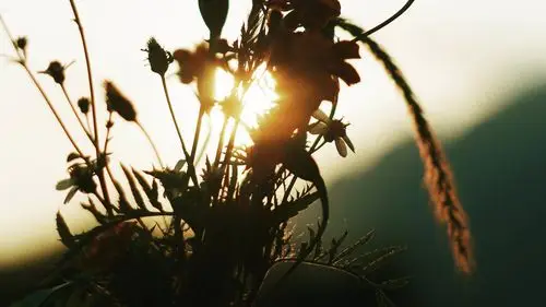 惬意唯美植物桌面壁纸高清大图预览1366x768_植物壁纸下载_美桌网