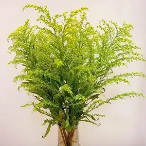 鲜花黄英水养顺丰冷链包邮可用于花束搭配云南基地直发包损包售后