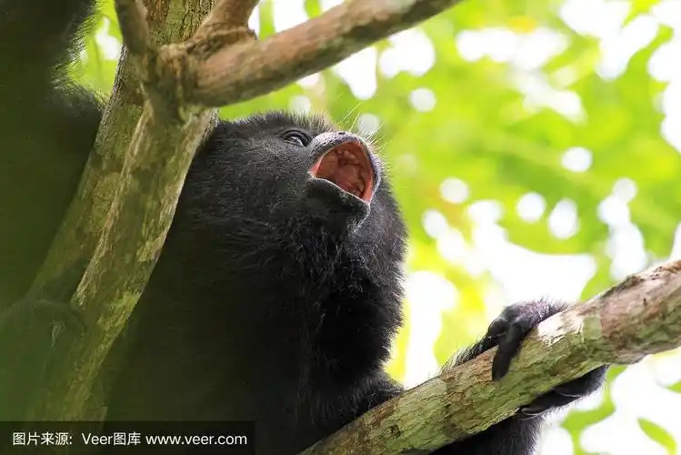 黑吼猴近距离嚎叫