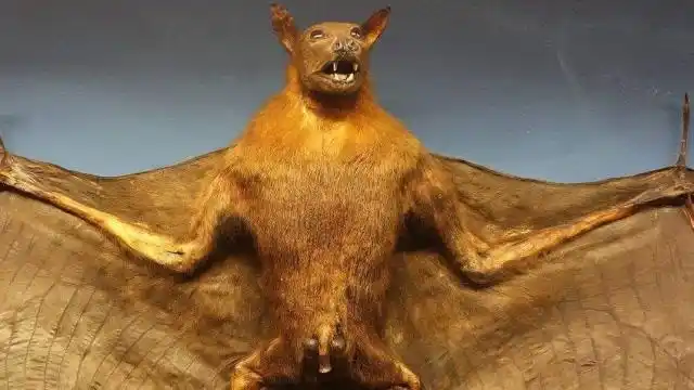 澳大利亚大火导致60万只蝙蝠肆虐,巨型蝙蝠可咬断人脖子,究竟是谁的错