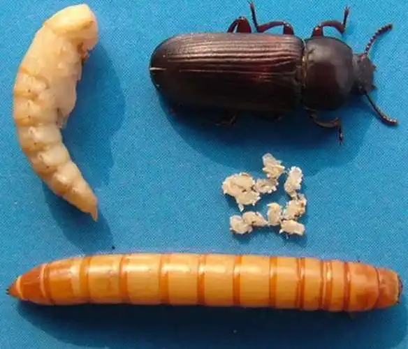 黄粉虫种虫虫卵包邮 养殖黄粉虫种苗 面包虫卵送黄粉虫 特种养殖