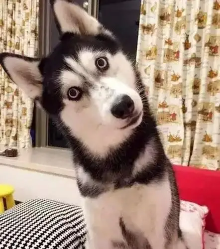 狗狗"歪头杀",你知道狗狗是为什么会做这个动作吗?