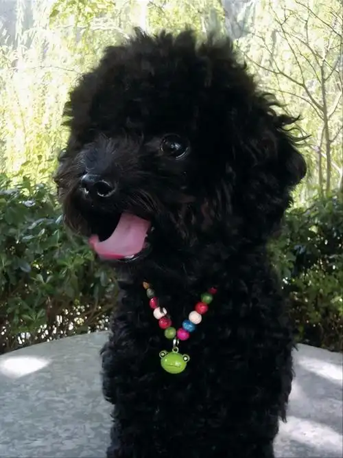 黑色泰迪犬的优缺点有哪些,养黑泰迪的七大缺点