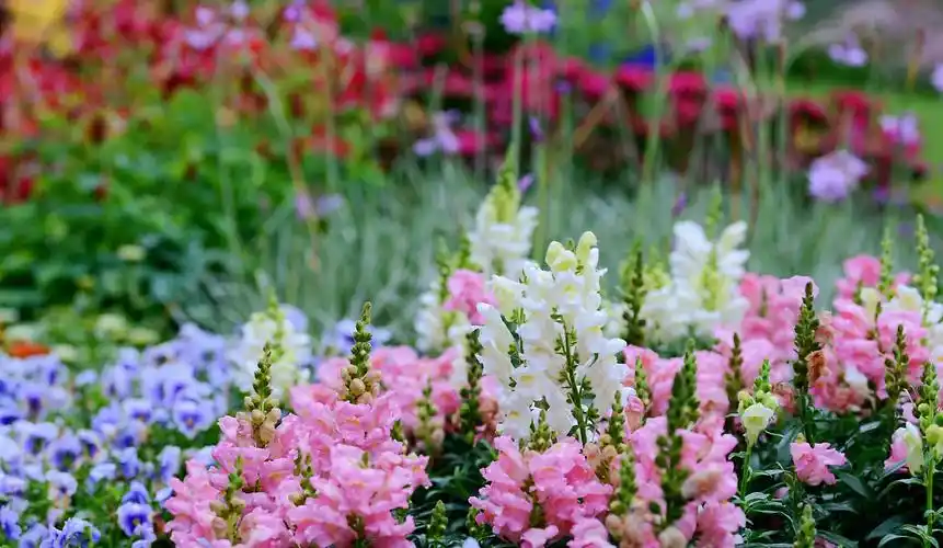 春暖花开,畅游花海!