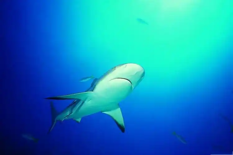 我的海洋朋友――鲨鱼