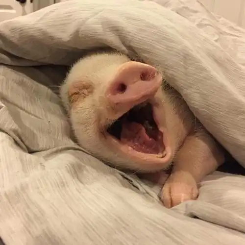 萌猪猪表情包动物头像