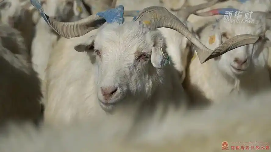 西藏日土:白绒山羊孕育"温暖"产业-阿里地区行政公署