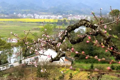 天宫蟠桃园 如今落九溪