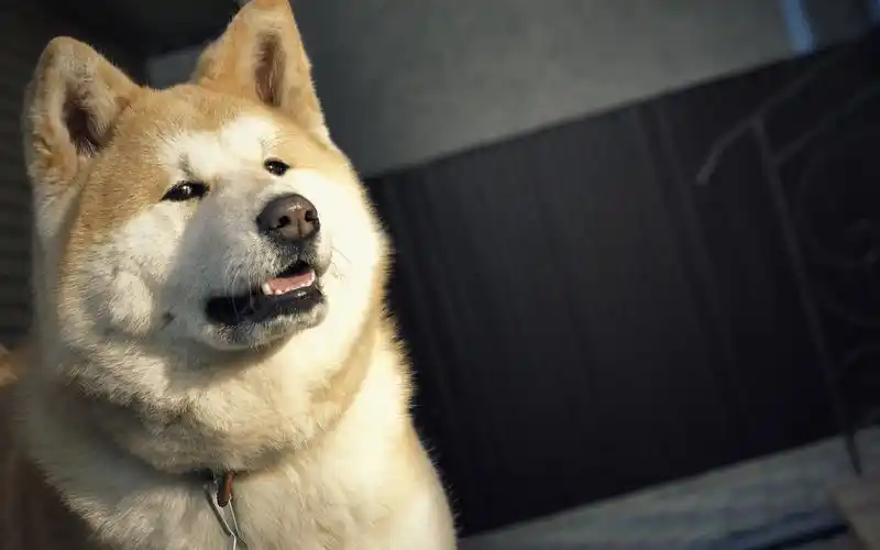 逗比秋田犬呆萌高清壁纸下载