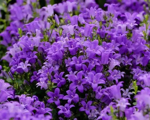 蓝紫色的铃铛花 壁纸 - 1280x1024