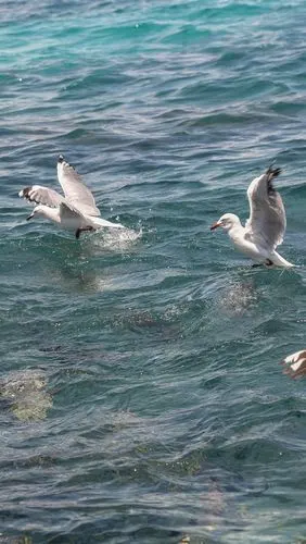 一些海鸥,海,水 5k