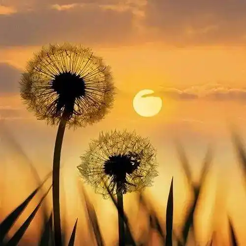 中老年头像大全成熟沧桑男人微信头像图片