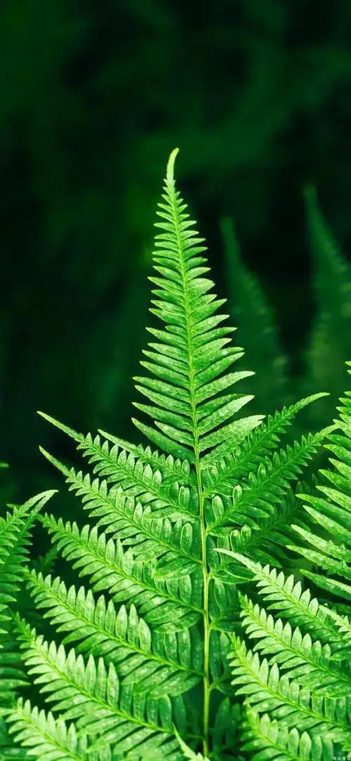 绿色是一种让人放飞.放松的一种艳色,也是护眼壁纸首选之一.