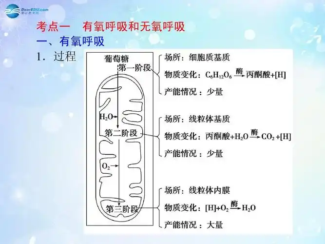 2015高考生物,知识点,习题,复习,一轮,备课 考点一 有氧呼吸和无氧