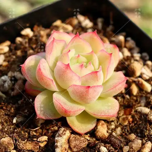 潘多拉女王多肉植物玫瑰一物一拍月影群生绿植多肉植物