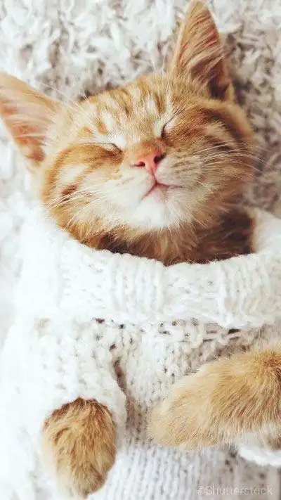 可爱小猫咪卖萌图片