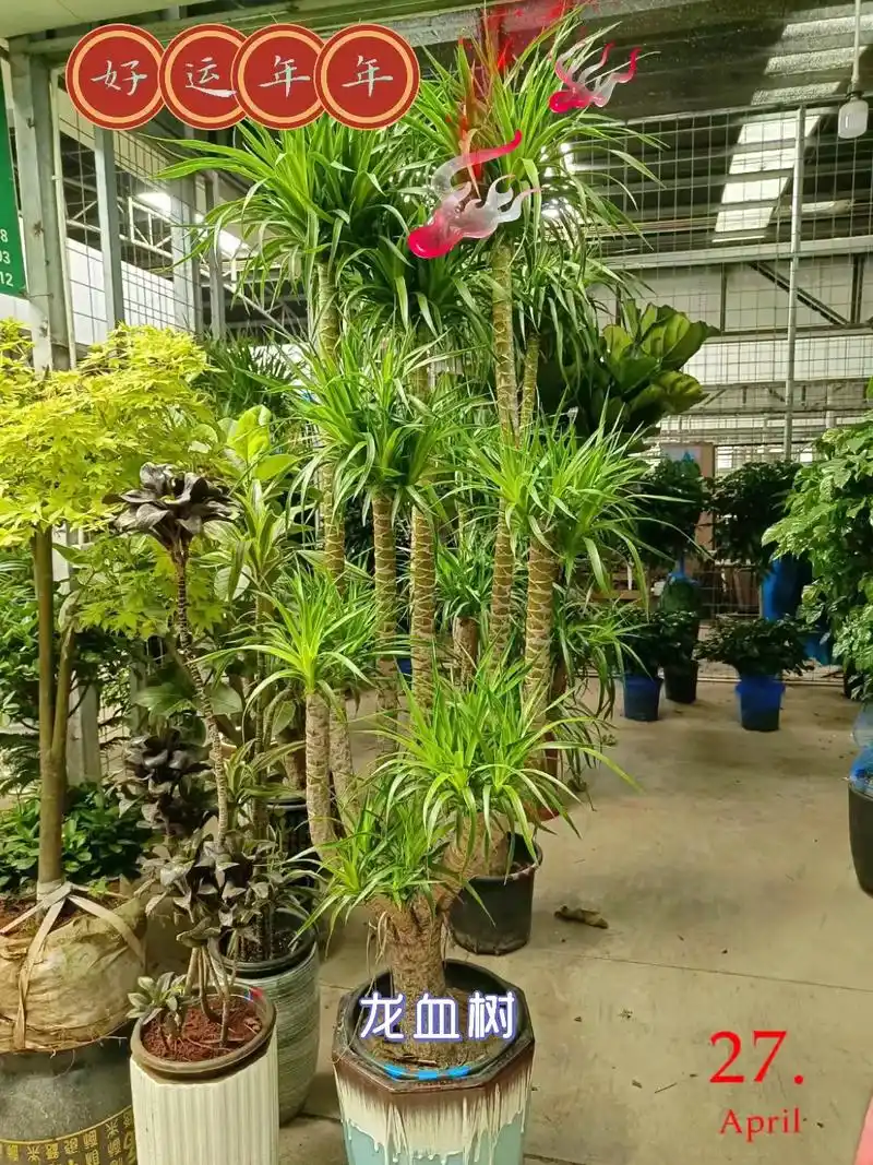 龙血树.#图文热搜词创作任务 龙血树的养护,1,土壤适宜:用 - 抖音