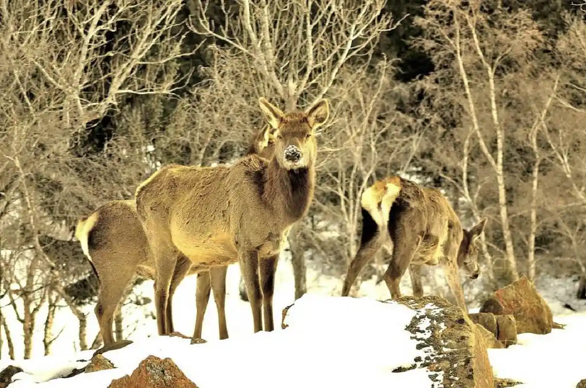 p>天山马鹿(学名:cervus elaphus songaricus),是产于 a href="#"