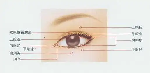 眼睑(eye lids) 位于眼眶前部,覆盖于眼球表面,分上睑和下睑,其游离缘