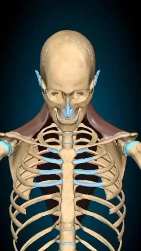 斜方肌的功能:斜方肌分为上,中,下斜方肌,是将头部和肩部向后拉的背部