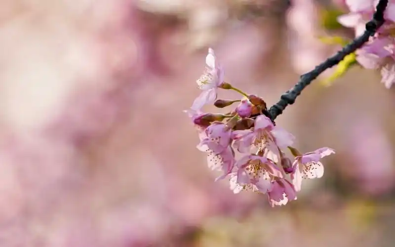 浪漫粉色樱花唯美高清桌面壁纸