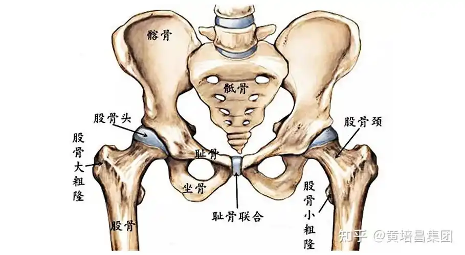 骨盆是躯干和下肢之间的骨性连接,是支持躯干和保护盆腔脏器的重要