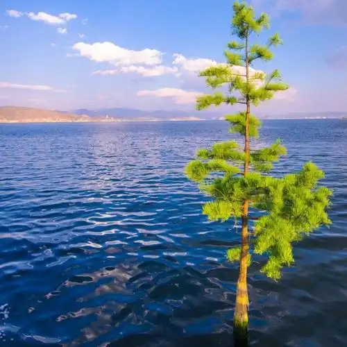 青山绿水3812209753835头像