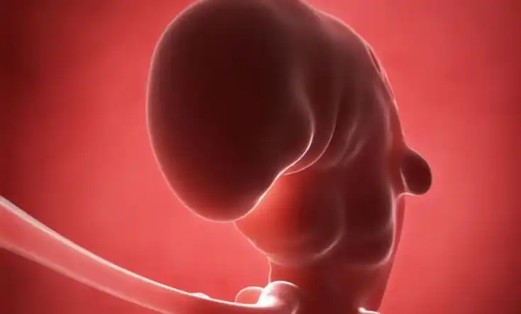 怎么预防胚胎停育 胚胎停育原因_症状及治疗方法介绍_怀孕_试管婴儿