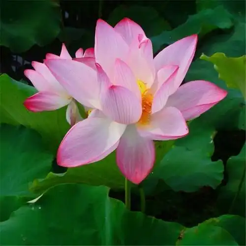 唯美头像图片2021最火爆高清2021年最流行的微信头像图片