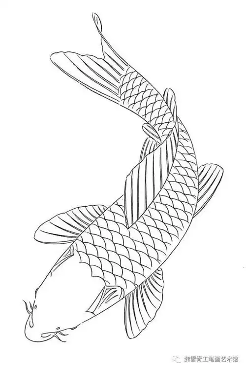 分享一组鲤鱼白描