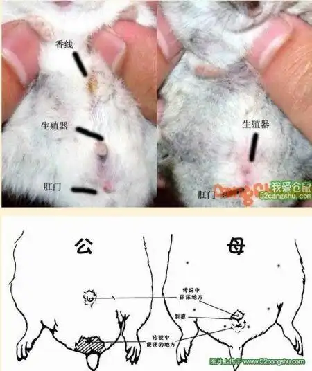 小鼠一般都在一个月左右,很多一个月都每到,这时候分辨鼠的性别容易错