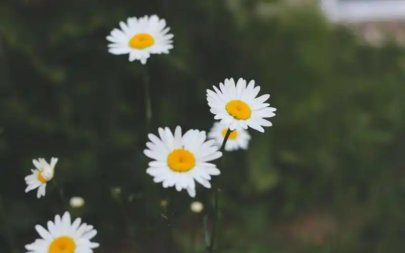 小清新大滨菊摄影图