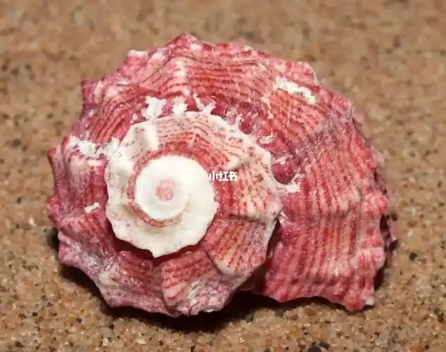 angaria rugosa 皱纹棘冠螺#贝壳#海螺#贝壳城城会玩