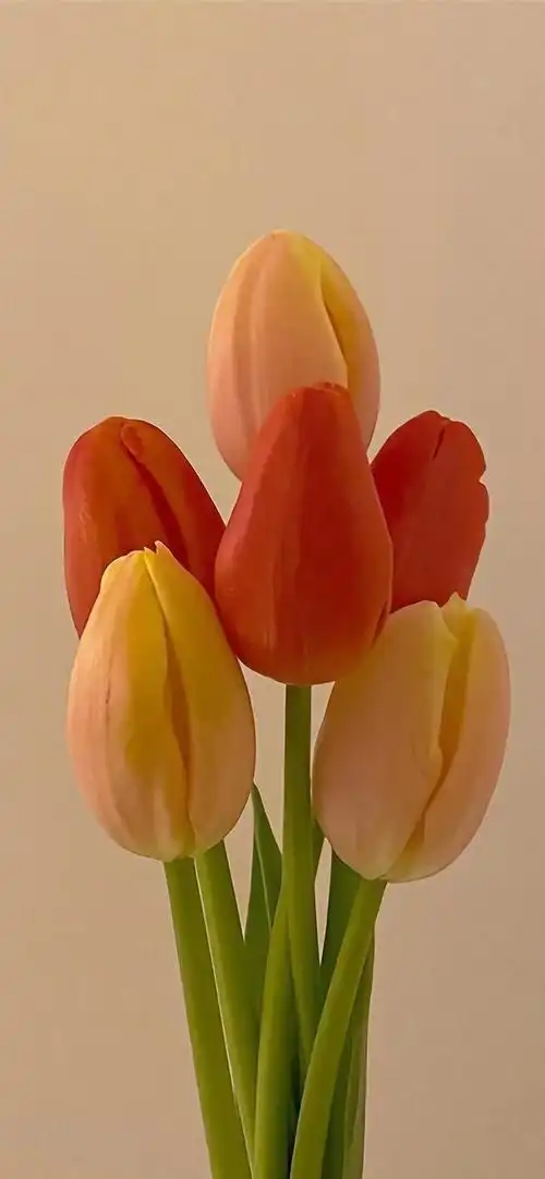 郁金香高清壁纸