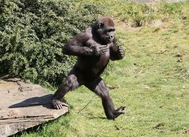 大猩猩为什么爱左右捶胸?科学家揭开谜底,原因让人出乎意料!