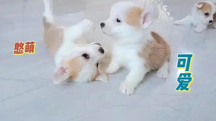 小奶狗的灵魂互动太逗了,要多萌有多萌,聪明可爱极了