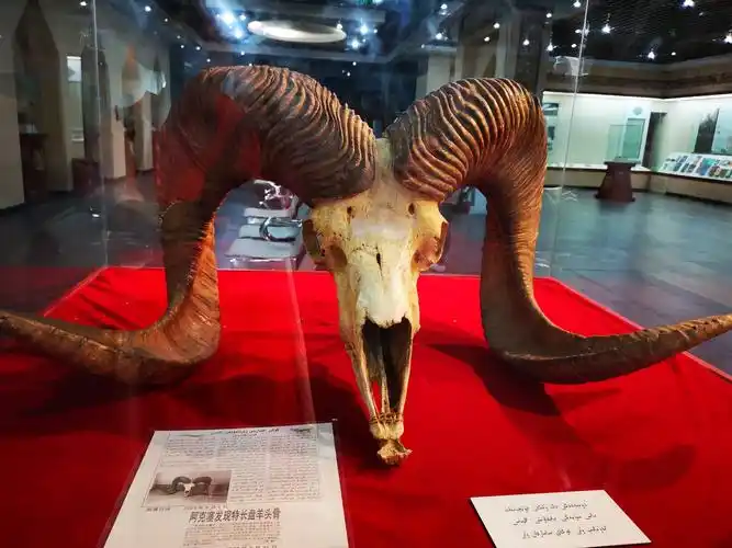 稀有动物,世界最大的盘羊头骨遗骸.