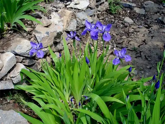 咏鸢尾兰·促拍满路花【二十】