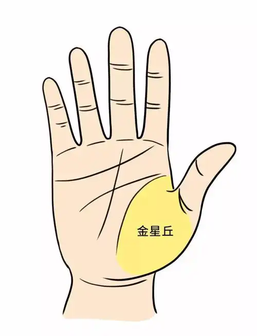 金星丘位于大拇指的底部金星丘主情感其纹路较多的人桃花运也相对较旺