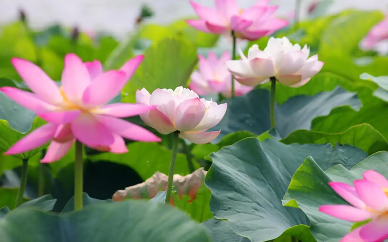 莲花美丽的花瓣特写桌面壁纸